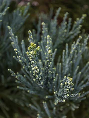 Mammoetbomen behoren tot de coniferen en zijn wintergroene bomen