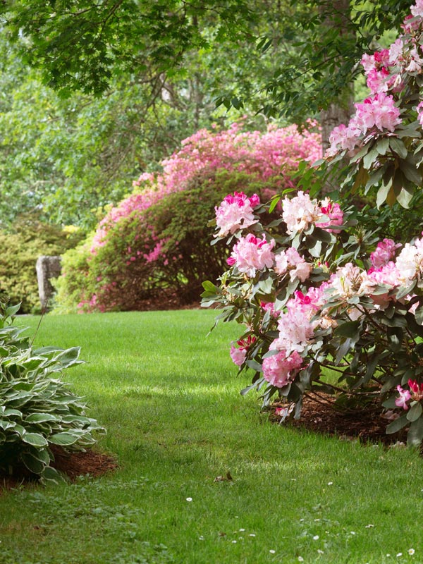 In de schaduw voelt de rhododendron zich goed thuis