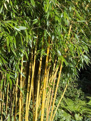 Bamboe |