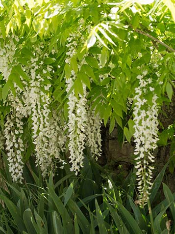 Wisteria sinensis alba is wit