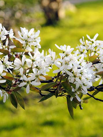 Krentenboom bloesem van dichtbij 