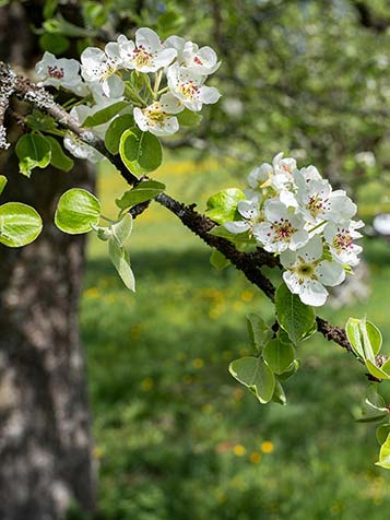 In het voorjaar bloeit de Pyrus communis met een witte bloesem