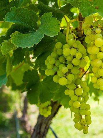 Druiventrossen aan eigen fruitplant