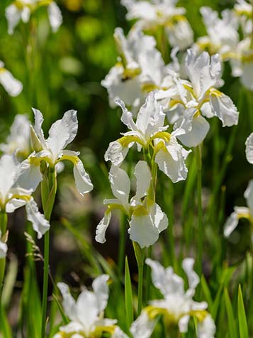 Iris sibirica is een sterke vaste plant met zwaardvormig fijn blad dat lijkt op een siergras