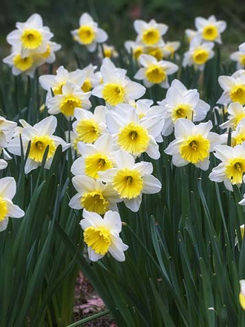 narcissen bollen verwilderen