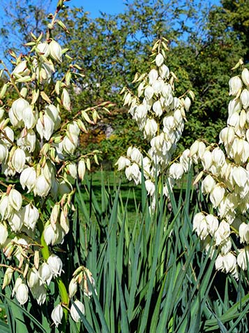 Yucca krijgt bloemen