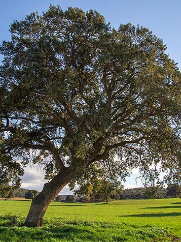 In het Mediterrane Zeegebied kunnen de Quercus ilex uitgroeien tot behoorlijk exemplaren, bij ons blijven ze redelijk bescheiden