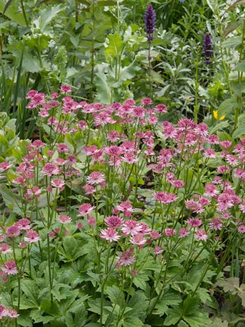 Roze Astrantia is een bijzondere plant