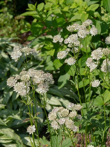 Wit bloeiende Astrantia