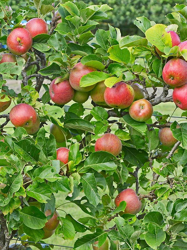 leifruit bomen moet u ieder jaar snoeien om de vorm te houden