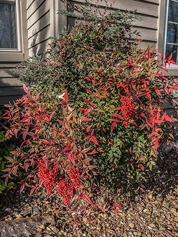 De bekendste nandina domestica is basissoort met witte bloemen in de zomer en felrode bessen in het najaar en de winter