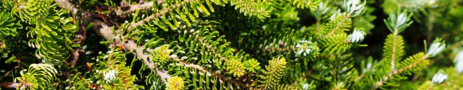 abies koreana wordt ook vaak gebruikt als kerstboom 