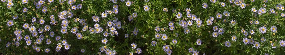 kalimeris of zomeraster is een vaste plant voor in de tuin