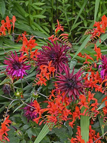 Crocosmia als bol