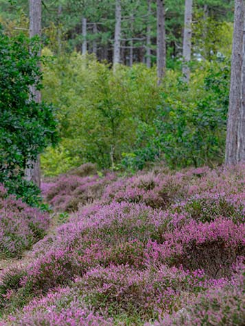 zomerheide niet te ver snoeien na de bloei