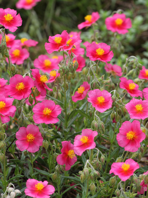 roze witte gele of rode heleanthemum zonneroosjes planten in de tuin of verhoogde border 