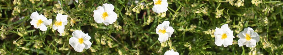 de vaste plant zonneroosje is winterhard 