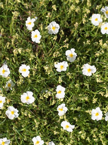 helicanthemum is de latijnse naam van het zonneroosje 