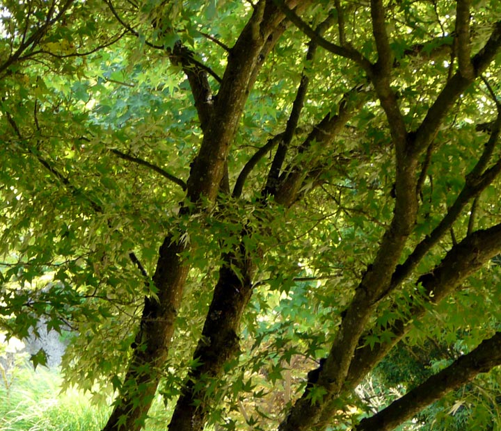 Bekijk het assortiment sierbomen -bolbomen online