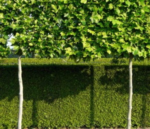 Bekijk het assortiment leibomen - lei linde - lei haagbeuk online
