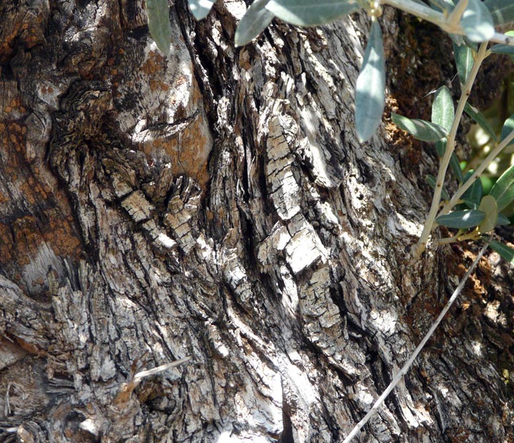 Bekijk het assortiment olijfbomen - Olea europaea online