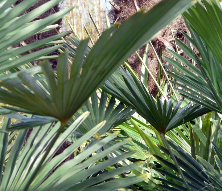 Bekijk het assortiment palmbomen - Trachycarpus fortunei online