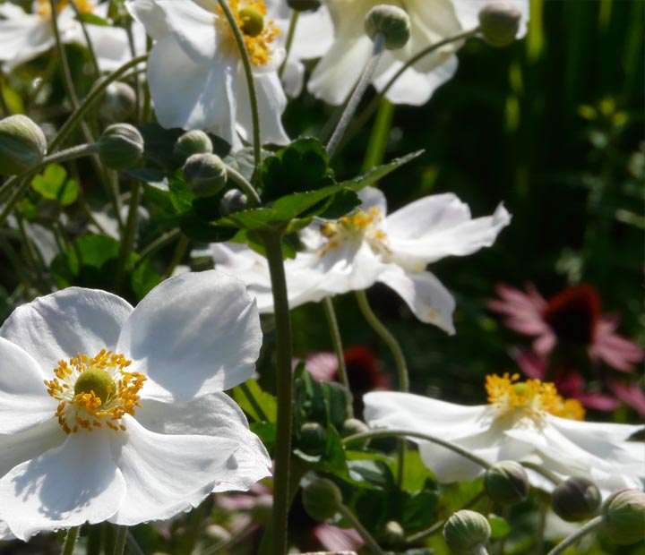 Bekijk het assortiment vaste planten online