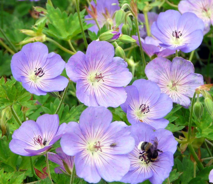 Geranium Rozanne - Jolly Bee - Ooievaarsbek - kopen bij Neutkens planten- en bomencentrum - vierkant