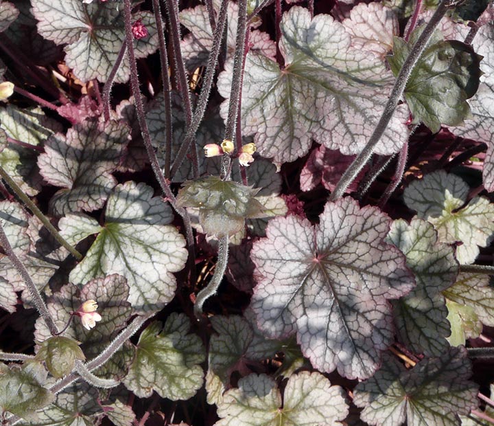 Heuchera Silver Scrolls - Purperklokje - kopen bij Neutkens planten- en bomencentrum - vierkant