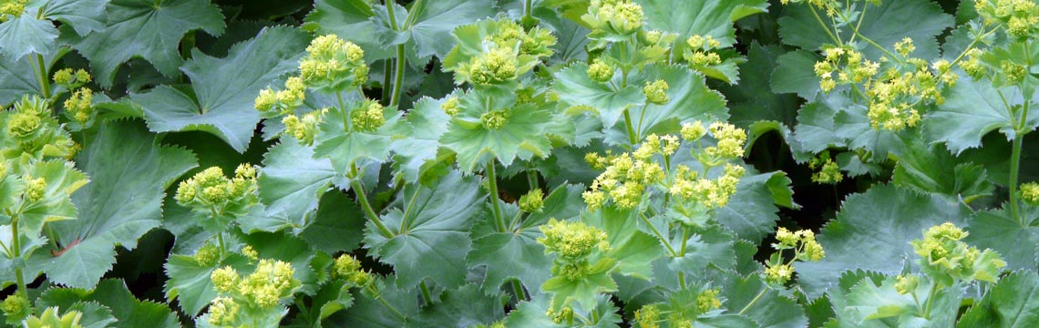 Bodembedekkers - Hoofdfoto - Alchemilla mollis - Vrouwenmantel kopen bij Neutkens