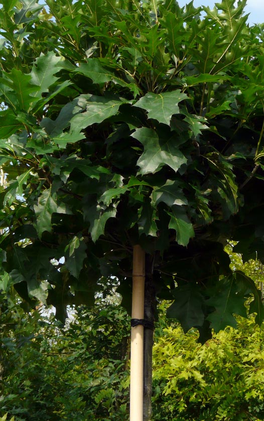 Quercus palustris Green Dwarf - Bol eik - bomen kopen bij Neutkens