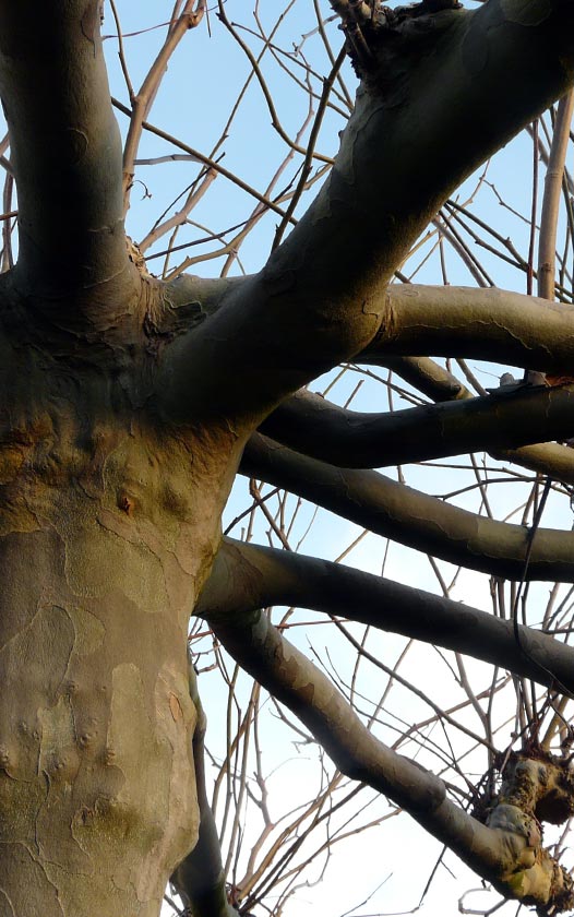 Dakbomen - Platanus hispanica - Dakplataan - bomen kopen bij Neutkens