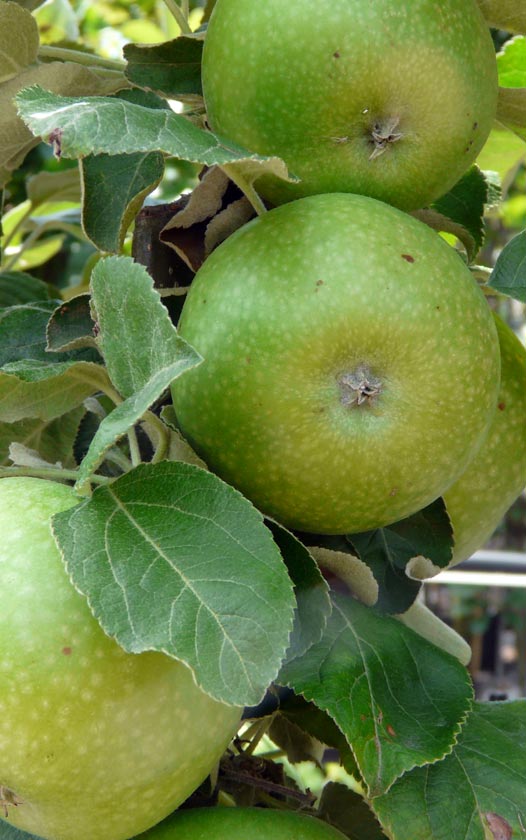 Fruitbomen - Malus Green Sensation - Appel - bomen kopen bij Neutkens