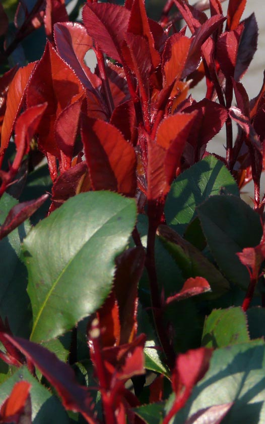 Groenblijvende bomen - Photinia fraseri Red Robin - glansmispel - bomen kopen bij Neutkens