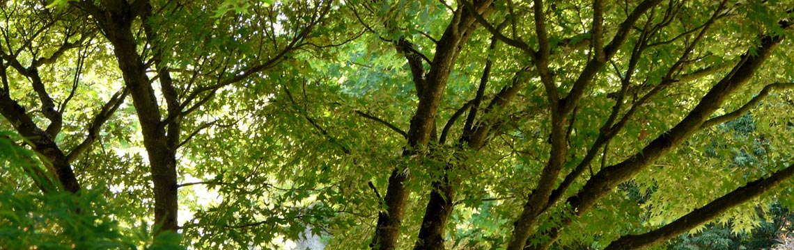 Acer palmatum - Sierbomen - Leibomen kopen bij Neutkens