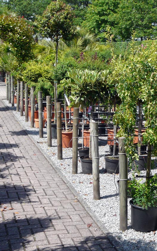 Kleine bomen op stam - assortiment - bomen kopen bij neutkens planten en bomencentrum