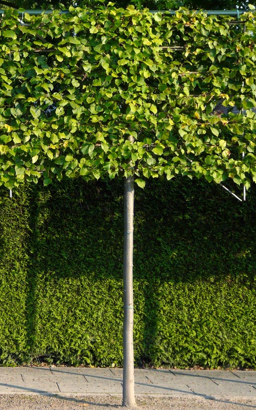 Leilinde - Tilia europaea Pallida - Sierbomen - Leibomen kopen bij Neutkens