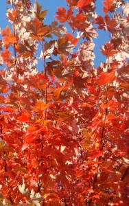 Sierbomen - Acer rubrum - Rode Esdoorn - bomen kopen bij Neutkens