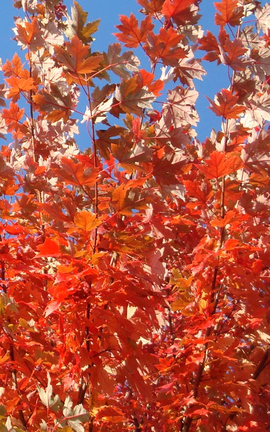 Sierbomen - Acer rubrum - Rode Esdoorn - bomen kopen bij Neutkens