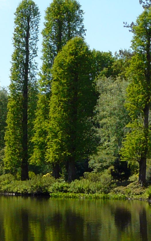 Zuilbomen - Metasequoia - watercipres - bomen kopen bij Neutkens