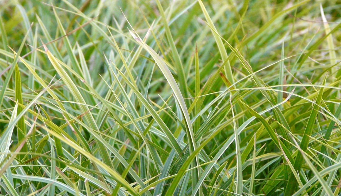 Carex morrowii Variegata - Japanse zegge - kopen bij Neutkens planten- en bomencentrum