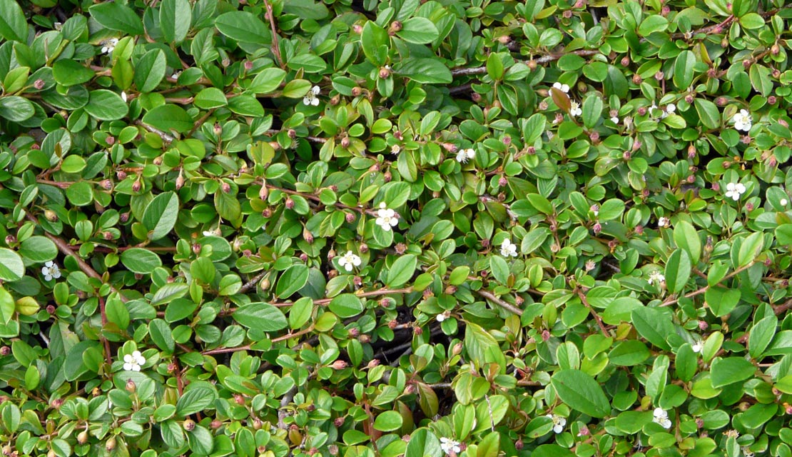 Cotoneaster dammeri - Dwergmispel - kopen bij Neutkens planten- en bomencentrum