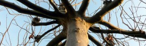 Dakbomen zoals de dak plataan en dak-amberboom bij Neutkens planten en bomencentrum