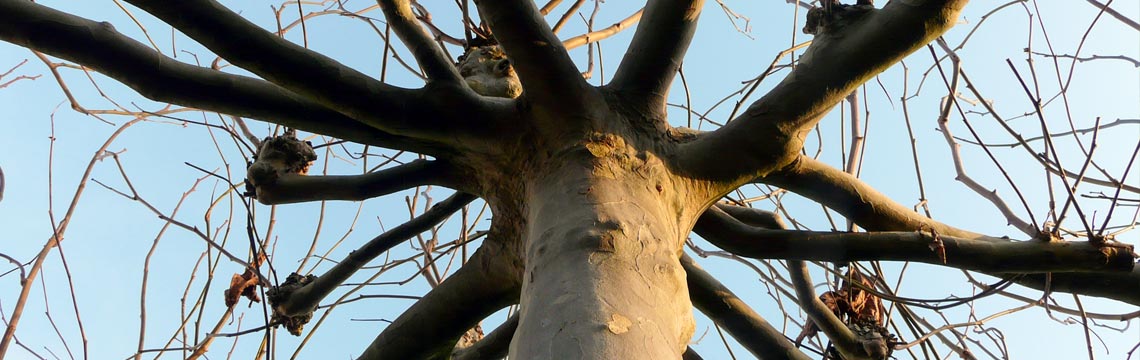 Dakbomen zoals de dak plataan en dak-amberboom bij Neutkens planten en bomencentrum