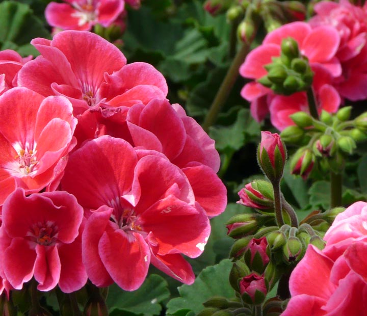 Geraniums - Geranium zonale - Staande geranium - Zomergoed kopen bij Neutkens