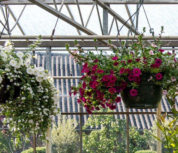 Hangplanten - Hanging basket - zomerbloeiers - Zomergoed kopen bij Neutkens