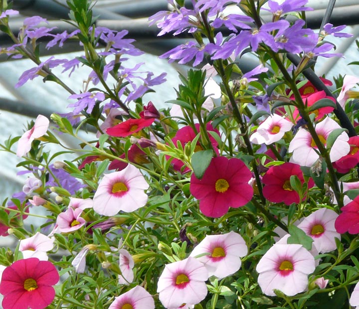 Hangplantjes - Hanging basket - Hangers - Zomergoed kopen bij Neutkens