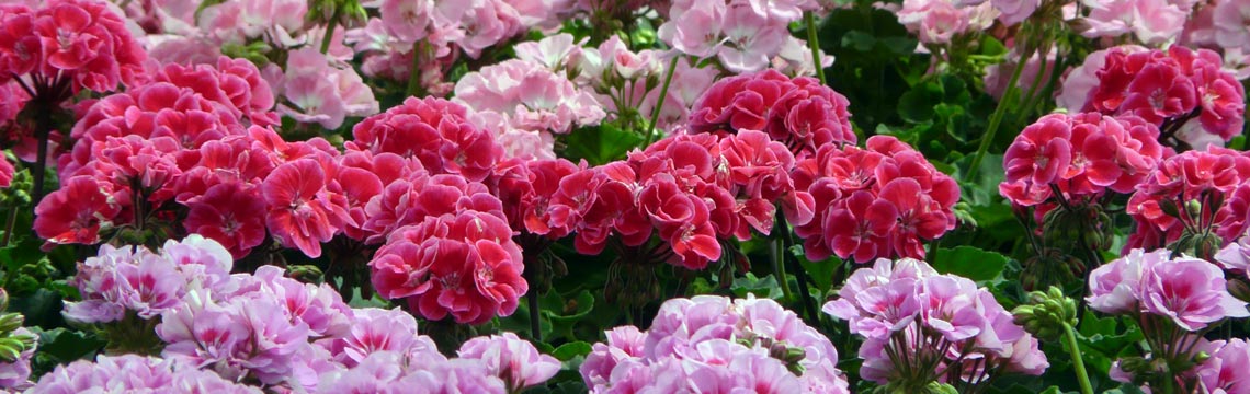 Geranium zonale - Staande geranium - Zomergoed kopen bij Neutkens