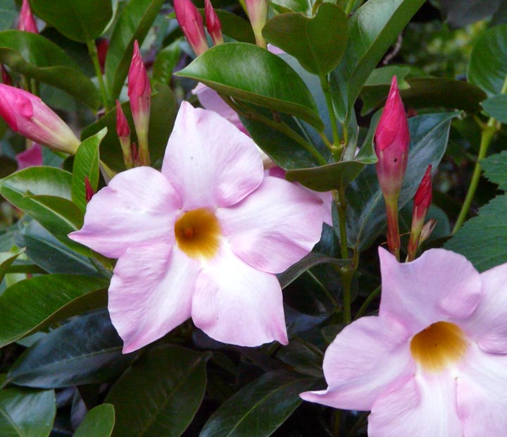 Kuipplanten - Dipladenia splendens - rood - roze - Zomergoed kopen bij Neutkens