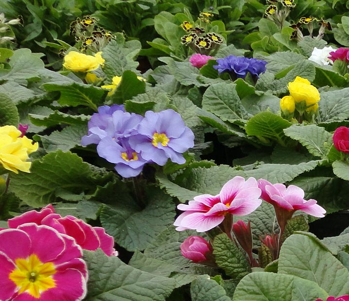 Voorjaarsbloemen - Primula - Bellis - Viooltjes kopen bij Neutkens